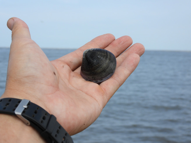 赤嘴蛤被扳开放回大海。（图／叶志伟授权提供）