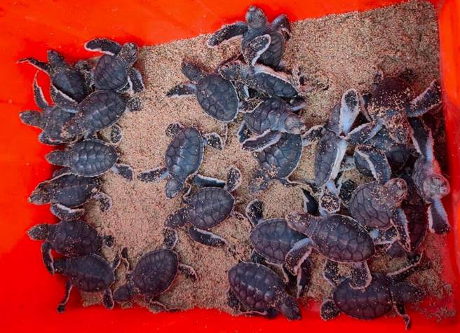 望安保护区今年第一窝顺利孵化的幼龟有29只。（澎湖农渔局提供／许逸民澎湖传真）