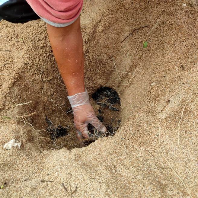 保育人员巡察发现望安保护区一处卵窝土层有松动却无爬痕，而开挖将沙堆内的体弱海龟救出。（澎湖农渔局提供／许逸民澎湖传真）