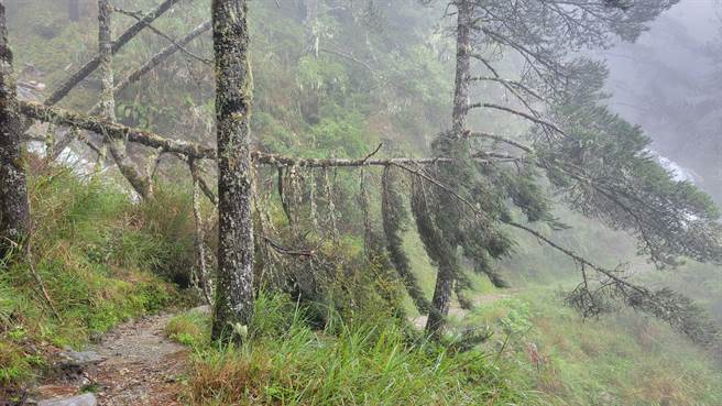 嘉明湖国家步道2.7K处倒木。（林业及自然保育署台东分署提供／蔡旻妤台东传真）