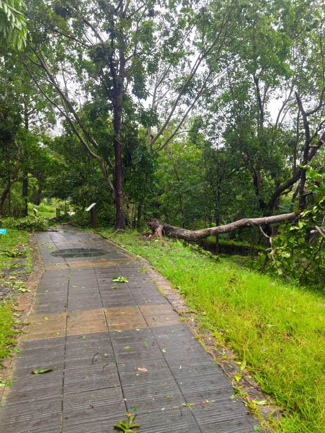 知本国家森林游乐区景观步道倒木。（林业及自然保育署台东分署提供／蔡旻妤台东传真）