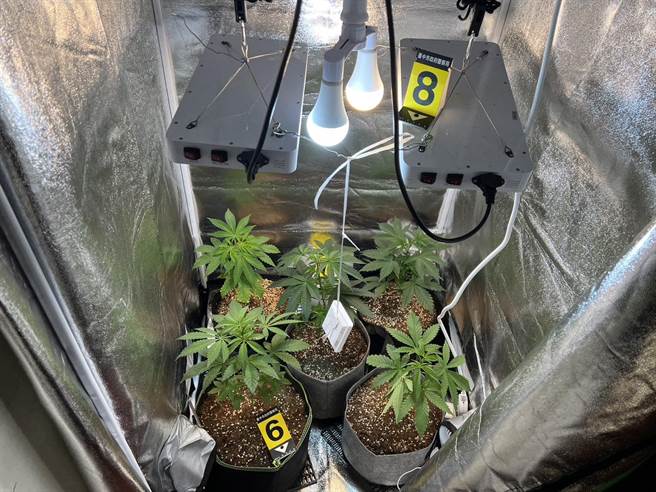 台中市刑大查获廖姓槟榔摊老板种植大麻，依违反《毒品危害防制条例》将他送办。（民眾提供／陈淑芬台中传真）