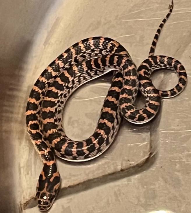 网友见蛇凶猛的眼神，惊呼是「红斑界的八家将」。（图／王小姐提供）