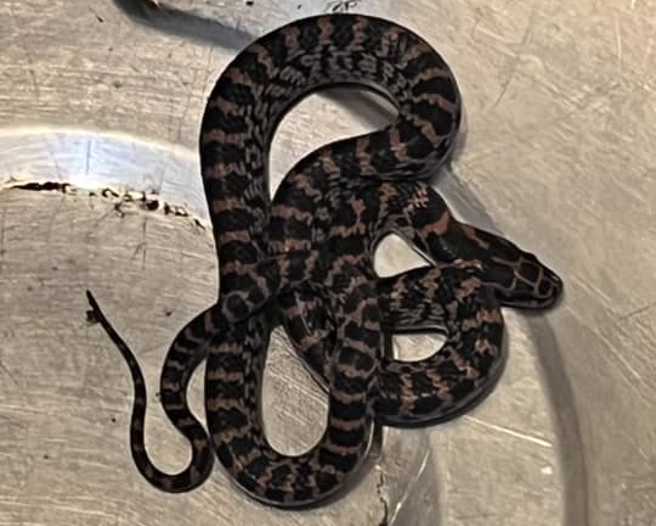 王小姐家中突然冒出一条蛇，先生得知没有毒后就抓去野外放生。（图／王小姐提供）