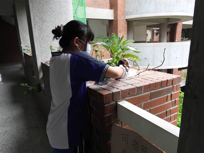 师生为红面番鸭布置产房，如今已产下10颗鸭蛋。（溪湖高中提供／吴建辉彰化传真）
