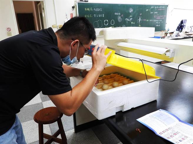 校方进行人工孵化，让学生观察供生命教育使用。（溪湖高中提供／吴建辉彰化传真）