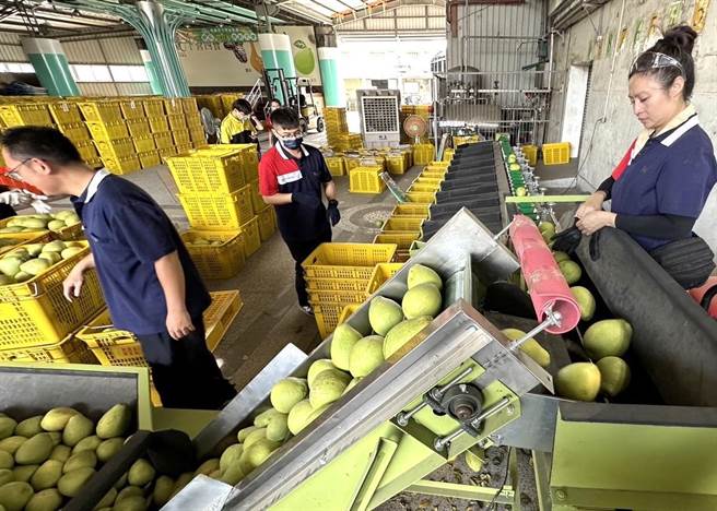 为了稳定文旦价格、销售，农业部2019年首度在台南启动加工果收购作业。（张毓翎摄）