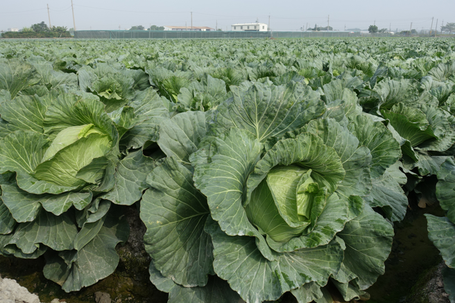 近日菜价飙涨，民眾在北市微风百货中发现1颗要价654元的高丽菜，引起网友讨论。（示意图／资料照／周丽兰摄）
