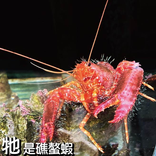 史上最貴鰲龍蝦堡掀熱潮，屏東海生館自製一組梗圖「龍蝦沒有鰲」笑翻網友。（屏東海生館提供／謝佳潾屏東傳真）