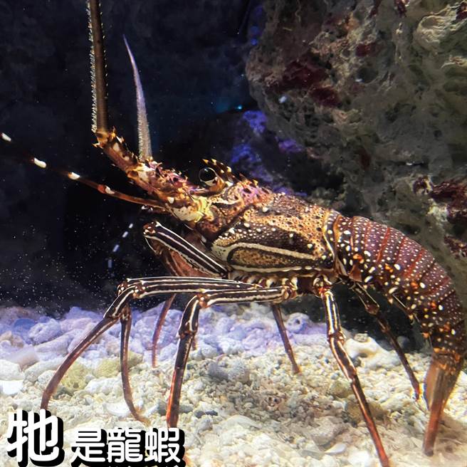 史上最貴鰲龍蝦堡掀熱潮，屏東海生館自製一組梗圖「龍蝦沒有鰲」笑翻網友。（屏東海生館提供／謝佳潾屏東傳真）