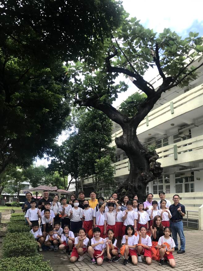 屏东中正国小有棵近90年的麵包树，因出现树瘤、中空与腐朽等状况，将于教师节当天移除，校方将透过艺术展览与大家一起好好告别老树。（谢佳潾摄）