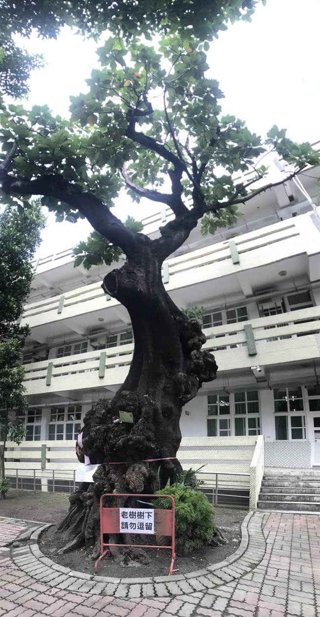 屏东中正国小有棵近90年的麵包树，因出现树瘤、中空与腐朽等状况，将于教师节当天移除，校方将透过艺术展览与大家一起好好告别老树。（谢佳潾摄）