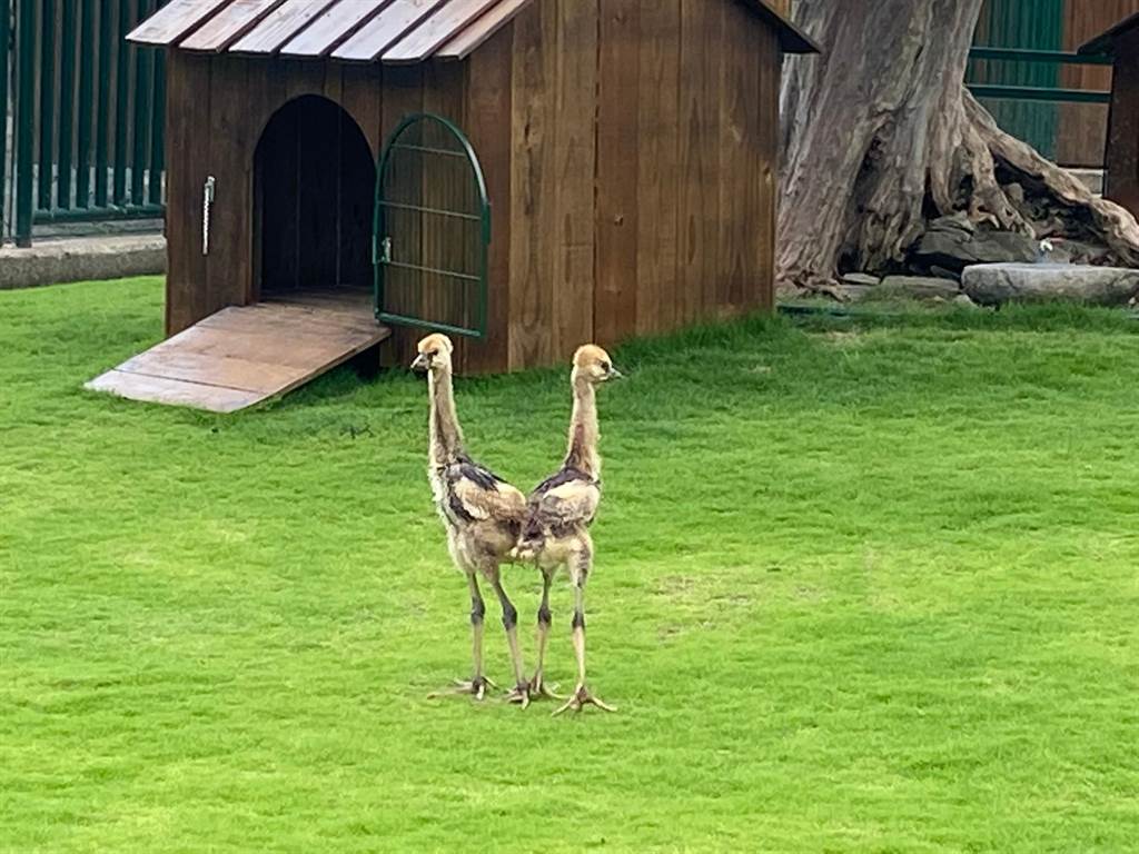 九九峰可愛動物園9日將為灰冠鶴雙胞胎寶寶慶生。九九峰可愛動物園提供