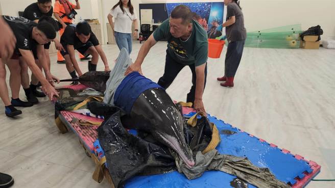 ▲海巡署通報7日在新北市八里挖子尾沙灘發現一隻活體的糙齒海豚，後通報海保署及中華鯨豚保育協會，獸醫師初步檢查海豚心跳呼吸穩定但偏弱，後送基隆八斗子海之生鯨豚救傷站進行詳細檢傷作業。（基隆市政府提供／徐佑昇基隆傳真）