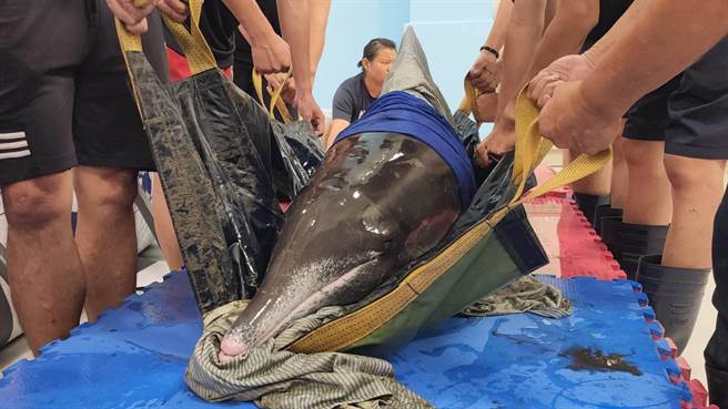 ▲由於該糙齒海豚較為敏感，頭部不時左右擺動，專業人員也請志工要特別小心，以免被攻擊。（基隆市政府提供／徐佑昇基隆傳真）