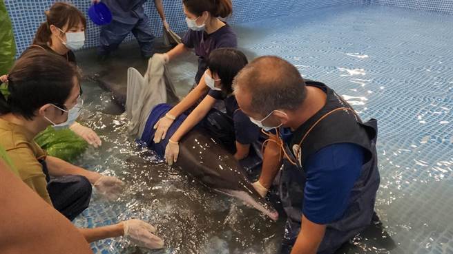 ▲救護人員與志工將糙齒海豚放入池內，評估其浮力與游泳等狀態。（基隆市政府提供／徐佑昇基隆傳真）