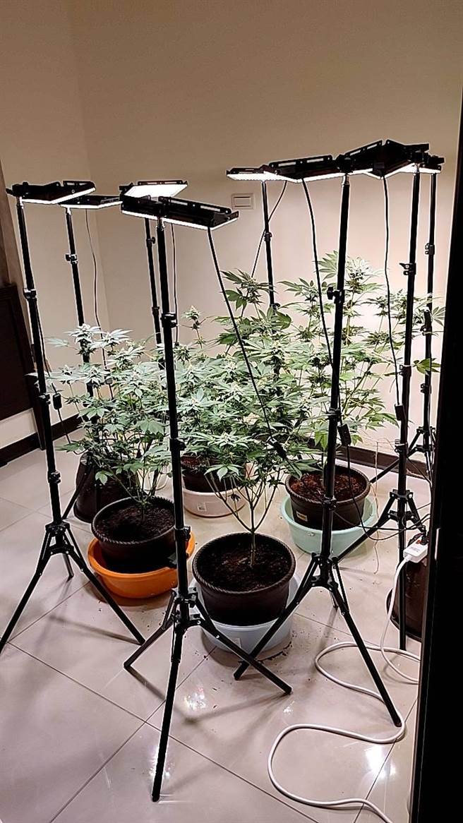 加拿大籍陈姓美语老师在母国有吸食大麻习惯，担心来台后「断粮」，竟在苗栗租屋处种植大麻。（第3总队第1大队提供）