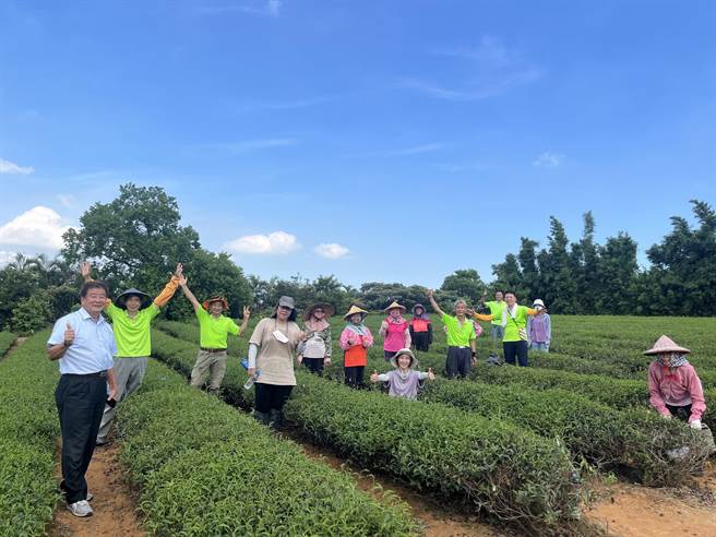 芦竹区特用作物产销班建立「芦峰乌龙茶」系列行销国际，获得全国优良农业产销班殊荣。（桃园市农业局提供／陈梦茹桃园传真）