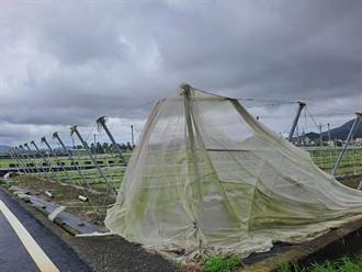 海葵颱風農損 高雄現金救助即日起受理