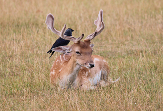 烏鴉「霸凌」奈良鹿 專家曝動物界規則：傳說是真的