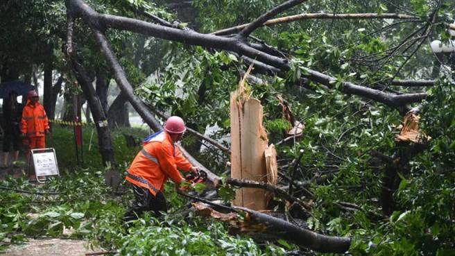 暴雨列车效应肆虐，广东强降雨周末仍将持续。图为8日深圳园林绿化工人冒雨清理倒伏的树木。（新华社）