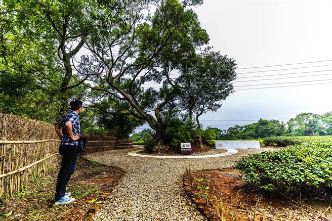 湖口心灵后花园茶香步道完工开放，有「老树碉堡」等10多处军事碉堡和壕沟遗迹，让游客寻堡趣。（罗浚滨摄）
