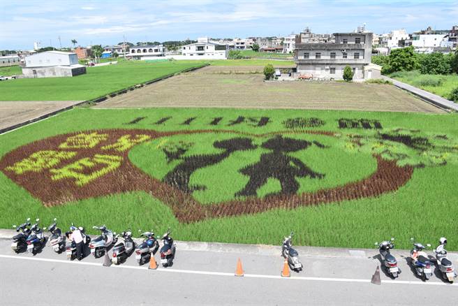 苑里镇农会第2期稻作彩绘稻田，是以1111丹参节「脱离单身」为主题。（谢明俊摄）