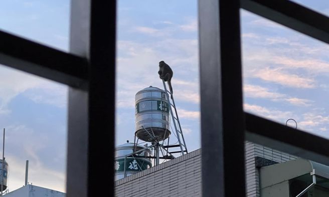 猕猴爬水塔看日出，超狂意境照引起网友讨论。（图／翻摄自爆料公社）
