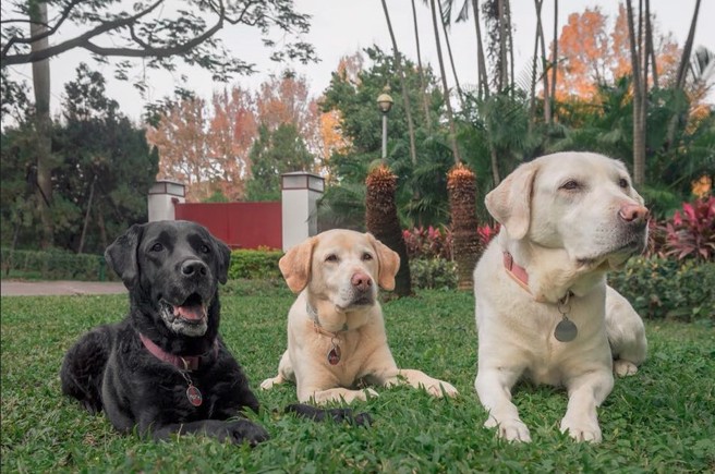 蔡英文今在脸书发文，悼念爱犬Bella离世。图为蔡英文的三只爱犬Maru、Bunny和Bella。(翻摄自蔡英文脸书)