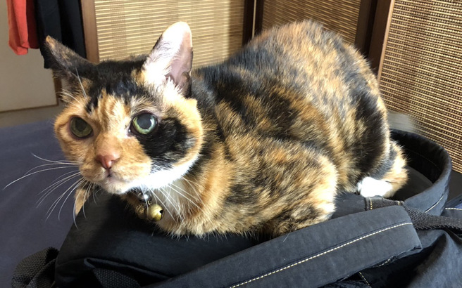 受灾户在脸书PO文，家里的宠物猫「阿花」再塌陷时失踪，希望大家帮忙协寻。（翻摄Betty Lin脸书）