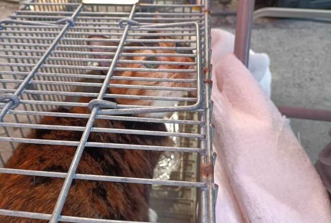 有民眾饲养的猫「阿花」受困在下陷建筑里，台北市都发局长王玉芬10日表示，今早近10时已顺利将阿花带出，目测状态良好，已通知饲主到场。（都发局提供／蔡佩珈台北传真）