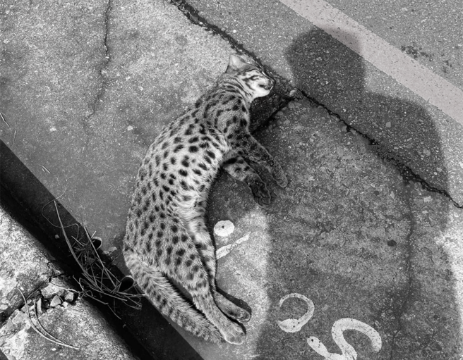 有民眾在台中高铁站区发现一只疑似石虎的动物陈尸街头。（翻摄自乌日大小事／林欣仪台中传真）