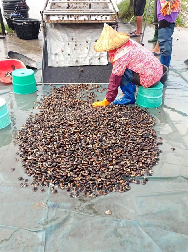 中秋节不只烤牡蛎，云林县渔民推出生态文蛤、白虾，让烤肉更多元。（李宗灿提供／张朝欣云林传真）