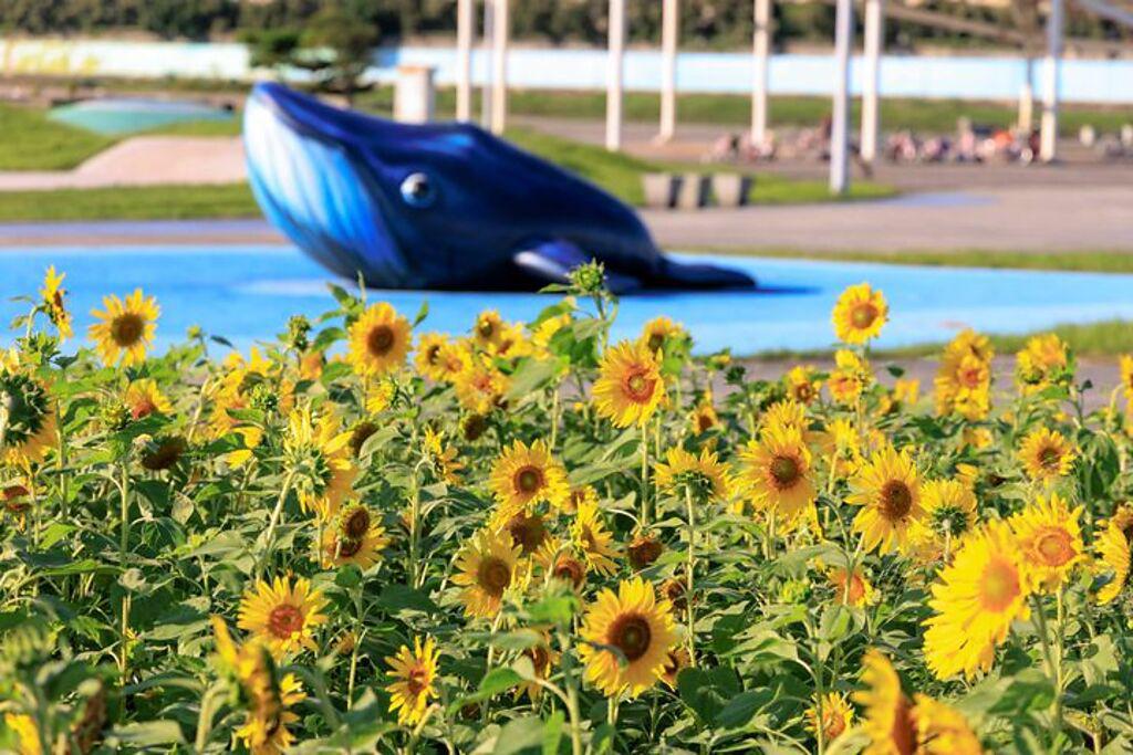 大佳河濱公園向日葵花海，預計於10月底登場。（圖／台北市政府工務局）