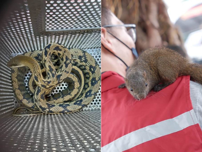 小松鼠跳到叶姓动保员身上不肯离开。（新北市动保处提供）