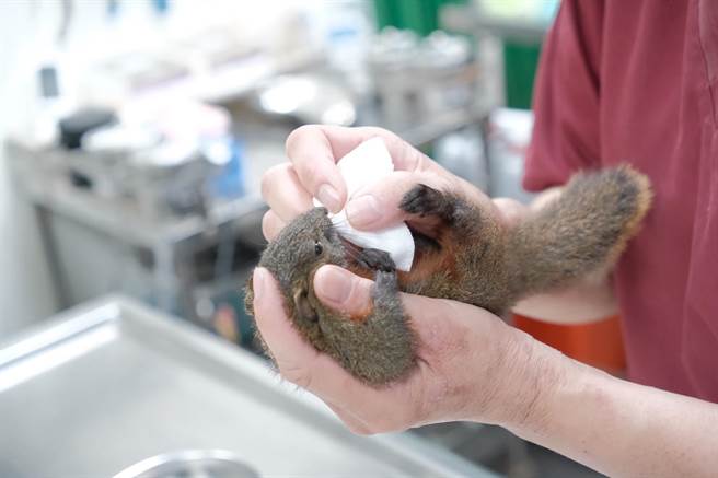 动保员帮小松鼠清理伤口和上药。（新北市动保处提供）