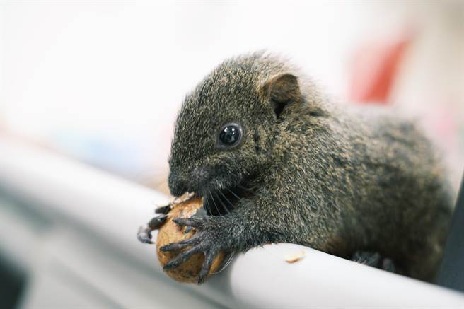 小松鼠已能啃食坚果。（新北市动保处提供）