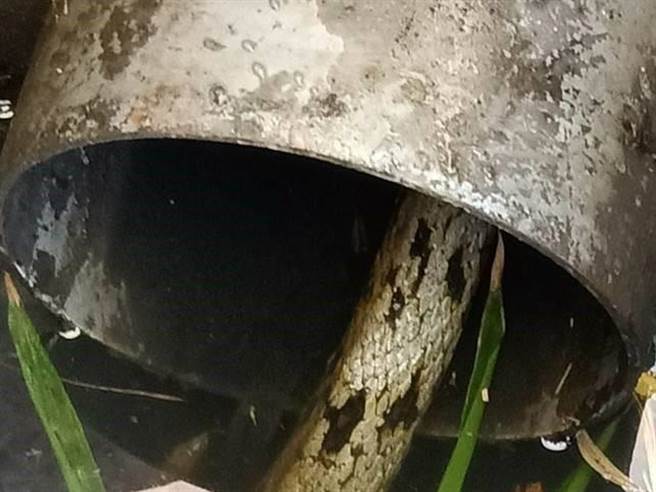 动保员捕捉黑眉锦蛇，野放偏远山林。（新北市动保处提供）