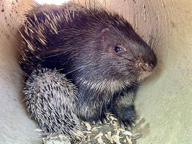 新生冠豪豬「小芋頭」向媽媽撒嬌。（高市觀光局提供）