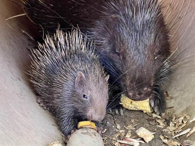 新生冠豪豬「小芋頭」與媽媽一起進食。（高市觀光局提供）