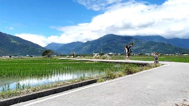 台東池上鄉伯朗大道「金城武樹」及「蔡依林樹」受海葵颱風摧殘，1棵輕傷、1棵重傷。（蕭嘉蕙攝）