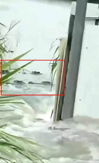 影》海葵颱風暴雨釀災 廣東茂名養殖場逾70條鱷魚出逃