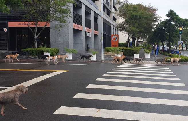 其中一名民眾表示该处位于台南市文元国小旁，同时也已向动保处询问、了解。（照片 / 民眾提供）