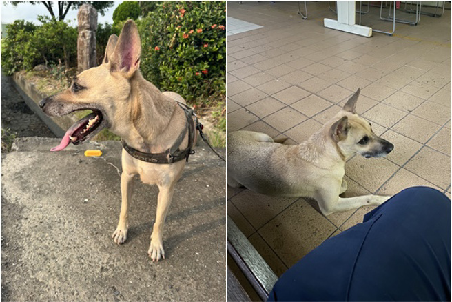 派出所爱犬咬伤警官！凤山警局下令「让牠消失」，基层心寒。(翻摄脸书靠北police)