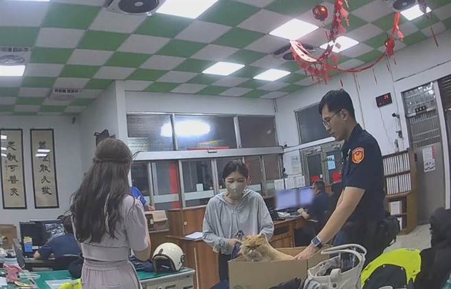 台中市北区一中商圈1家服饰店店猫，日前趁主人不注意溜出门逛街，热心民眾报警处理也结束这场喵星人出逃记。（台中市第二分局提供／冯惠宜台中传真）
