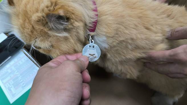 台中市北区一中商圈1家服饰店店猫，日前趁主人不注意溜出门逛街，热心民眾报警处理也结束这场喵星人出逃记。（台中市第二分局提供／冯惠宜台中传真）