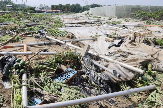 中埔乡一处木瓜园木瓜、设施全倒地， 业者损失上百万元。（吕妍庭摄）