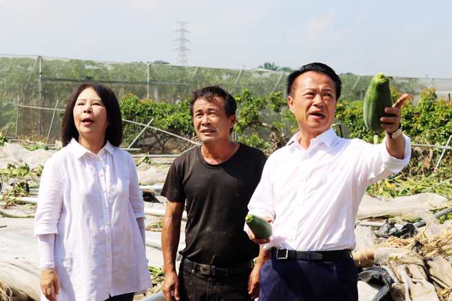 中埔乡一处木瓜园木瓜、设施全倒地， 业者损失上百万元。（吕妍庭摄）