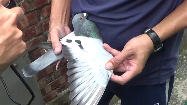 台南检警今年6月联手破获麻豆区某赛鸽协会，后续针对参赛会员鸽舍执行联合稽查。（读者提供／张毓翎台南传真）