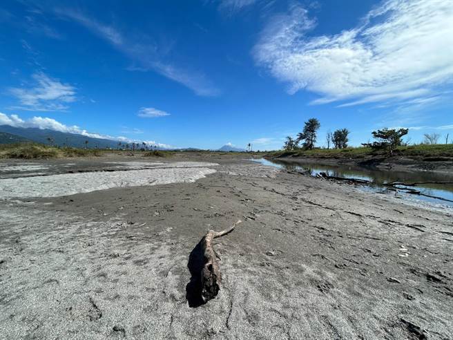 台东知本溼地遭怪手挖沟排水，惨变乾涸沙地，大量螺贝类在阳光下曝晒成乾尸。（萧嘉蕙摄）